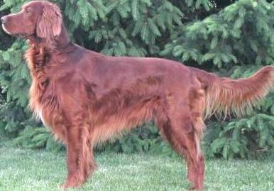 Irish Setter